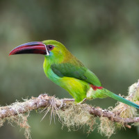 Crimson-rumped Toucanet